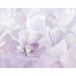 Weleda Baby Witte Malva Sensitive Gezichtscrème